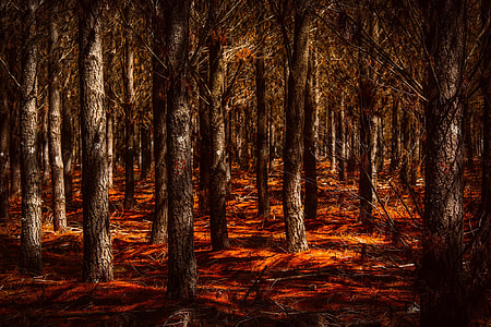 photography of gray forest woods thumbnail