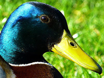 green and brown Mallard Duck shallow focus photography thumbnail