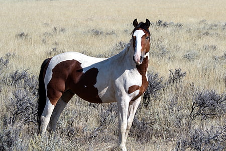 white and brown horse thumbnail