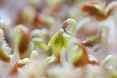 selective focus photography of green plant thumbnail