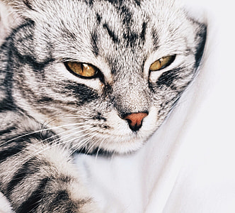 closeup photo of brown tabby cat lying on white textile thumbnail