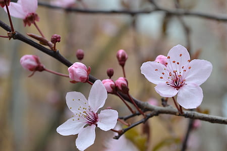 bokeh shot of white and pink flowers thumbnail