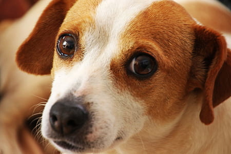 Close Up Photo of Short-coated Brown and White Dog thumbnail