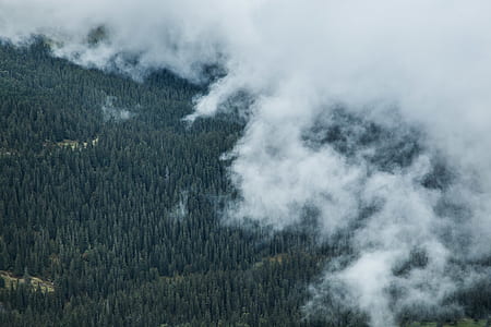 aerial photography of trees with fogs thumbnail