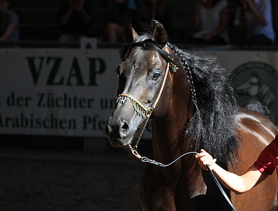 person with horse thumbnail