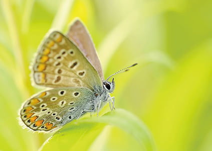 closeup photography of summer azure butterfly perching on green leaf during daytime thumbnail