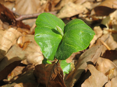 Fagus Sylvatica, European Beech thumbnail