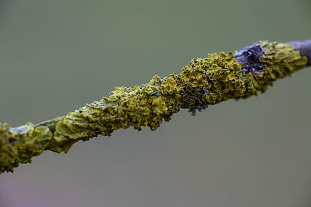 macro photography of green plant thumbnail