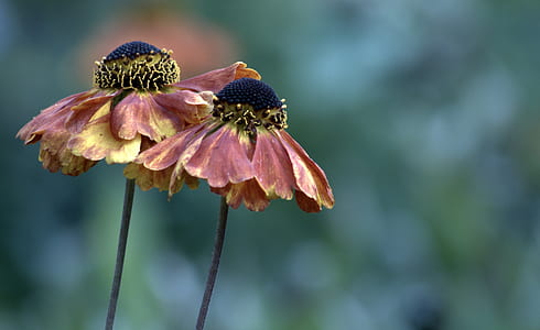 closeup photo of two yellow Gerbera flowers thumbnail
