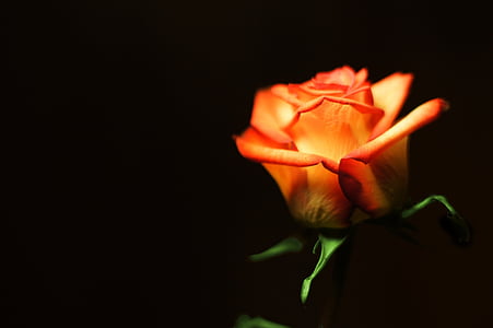 shallow focus photography of orange flower thumbnail