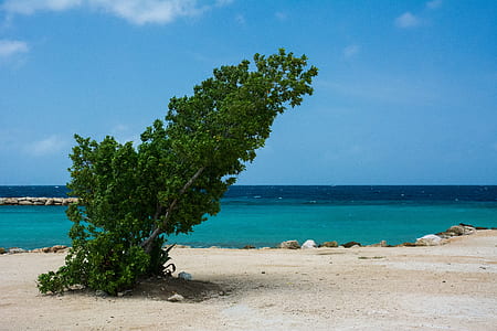 green leafed tree beside body of water during daytime thumbnail