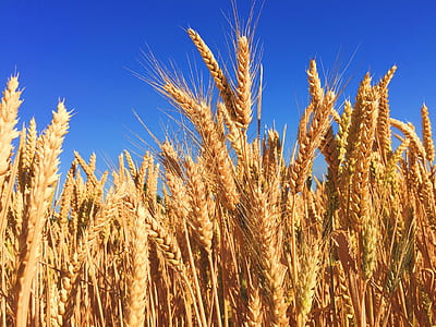 photography of wheat field under blue sky at daytime thumbnail