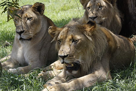 photography of pride of lion thumbnail