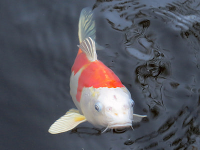 selective focus photography of white and orange Koi fish thumbnail