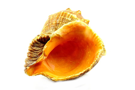 brown sconce thumbnail
