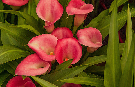 red lily flowers thumbnail