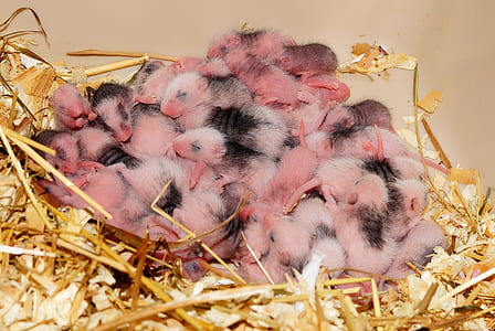 pile of baby animals thumbnail
