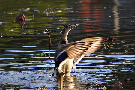 bird in water thumbnail