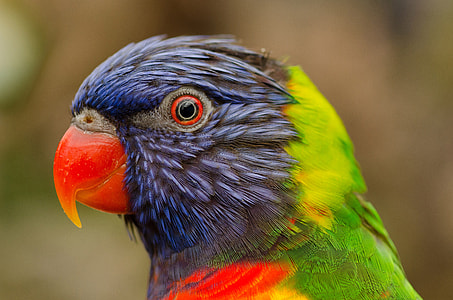 Tropical Lori Bird colorful thumbnail