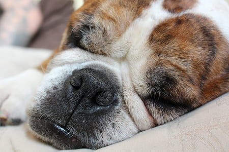 white and brown American bulldog close-up photo thumbnail