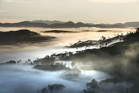 forest covered by fog thumbnail