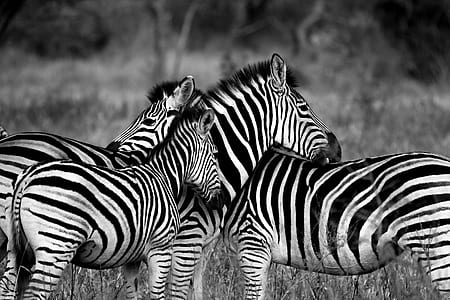 three zebra standing on ground with grass thumbnail
