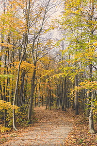 Scenic View of the Forest thumbnail