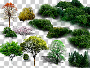 Tree, tree, green trees collage PNG clipart