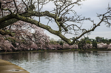 pink cherry blossom under nimbus cloud thumbnail
