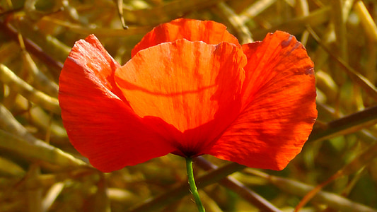 red poppy flower selective focus photography thumbnail