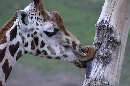 shallow focus photography of giraffe licking the tree during daytime thumbnail