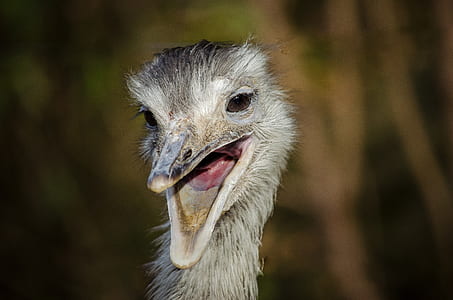 wildlife photography of ostrich thumbnail