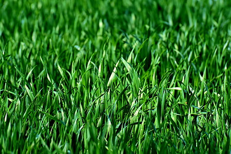 green grasses thumbnail