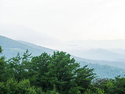 green trees thumbnail