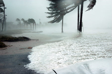sea wave on coconut trees during daytime thumbnail