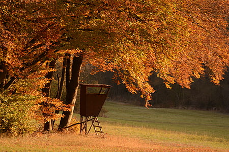 orange and yellow trees on field during daytime thumbnail