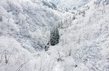 palm trees covered with snows thumbnail