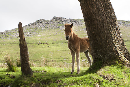 brown pony beside tree thumbnail
