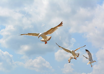low angle photography of white gulls flying under white clouds during daytime thumbnail