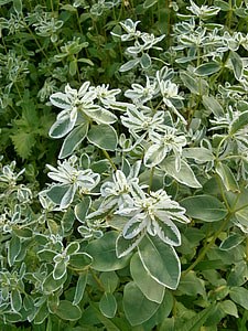 Snow-On-The-Mountain, Euphorbiaceae thumbnail