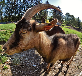 close-up photo of brown goat thumbnail