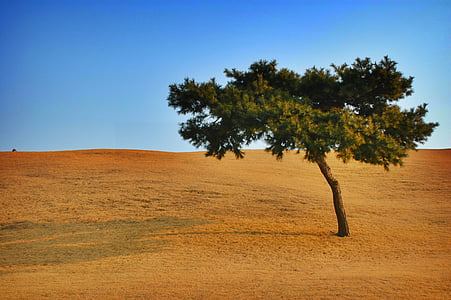 green leafed tree on desert under blue sky during daytime thumbnail