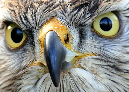 selective photography of eagle eye thumbnail