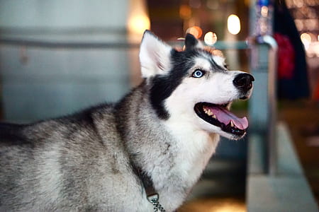 black and white Siberian husky thumbnail