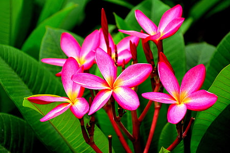 macro photography of pink flowers during daytime thumbnail