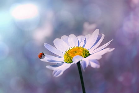 white daisy flower in selective focus photography thumbnail