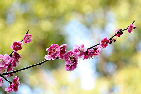 close-up photo of Sakura blossoms at daytime thumbnail