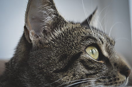 brown tabby cat on focus photo thumbnail