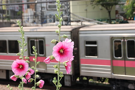 pink petaled flower near train station during daytime thumbnail