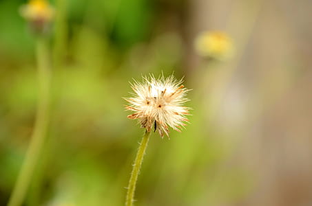 White Dandelion thumbnail